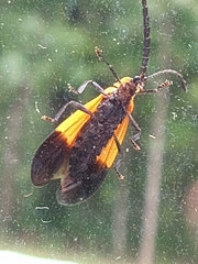 Calopteron terminale