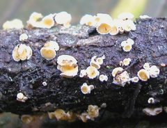 Lachnellula subtilissima