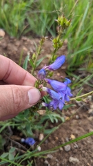 Penstemon leiophyllus