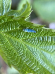 Graphocephala atropunctata