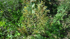 Potentilla recta
