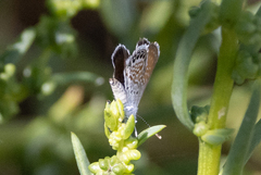 Brephidium exilis
