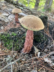 Aureoboletus russellii