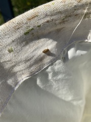 Insecta