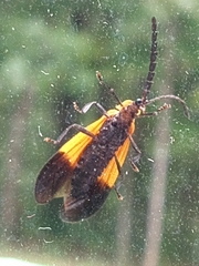 Calopteron terminale