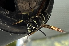 Ancistrocerus