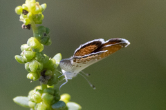 Brephidium exilis