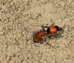 Dasymutilla bioculata