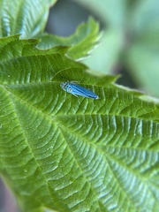 Graphocephala atropunctata