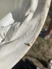 Insecta
