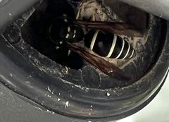 Ancistrocerus