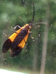 Calopteron terminale