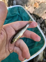 Catostomus commersonii