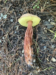 Aureoboletus russellii