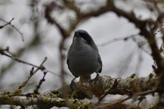 Polioptila dumicola