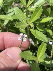 Phyla nodiflora