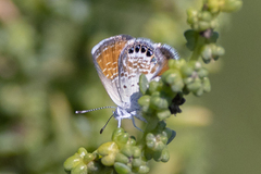 Brephidium exilis