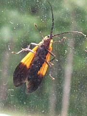 Calopteron terminale