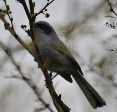Polioptila dumicola