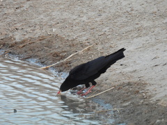 Pyrrhocorax pyrrhocorax