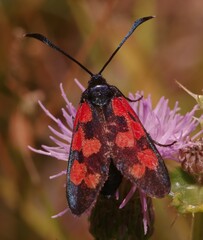 Zygaena