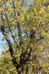 Albizia harveyi