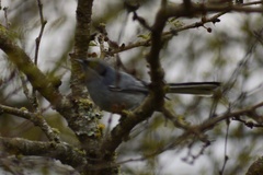 Polioptila dumicola