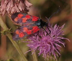 Zygaena