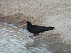 Pyrrhocorax pyrrhocorax