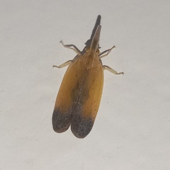 Lophopidae