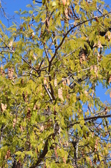 Albizia harveyi