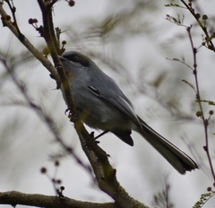 Polioptila dumicola