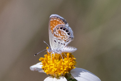 Brephidium exilis