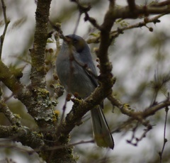 Polioptila dumicola