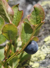 Vaccinium myrtillus