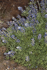 Lupinus meionanthus