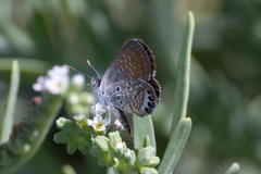 Brephidium exilis
