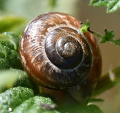 Trochulus striolatus