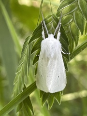 Spilosoma