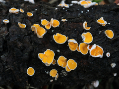 Lachnellula subtilissima