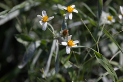Bidens alba