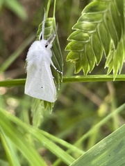 Spilosoma