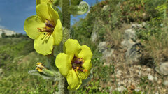 Verbascum boerhavii