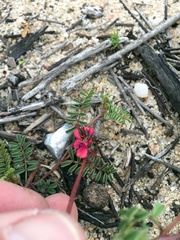 Indigofera humifusoides