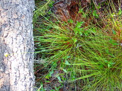 Xyris elliottii