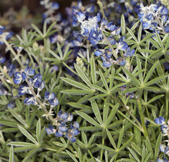 Lupinus meionanthus