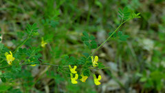 Hippocrepis emerus emerus