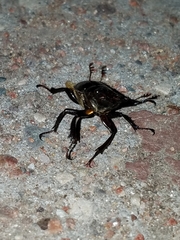 Lucanus placidus