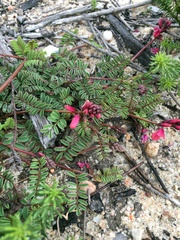 Indigofera humifusoides