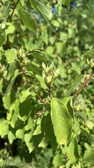 Philadelphus lewisii
